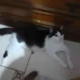 Milly