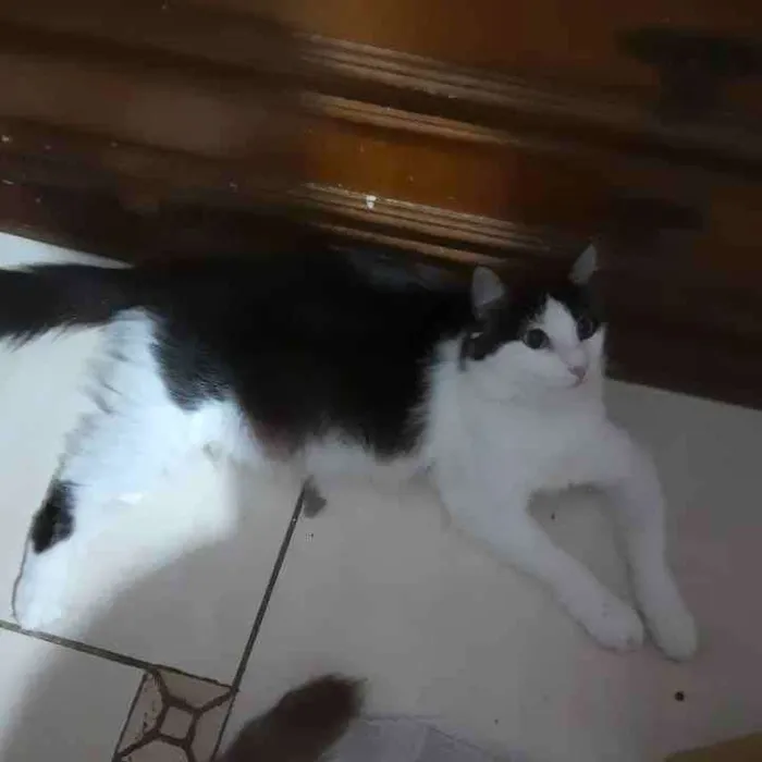 Gato ra a SRD idade 7 a 11 meses nome Milly
