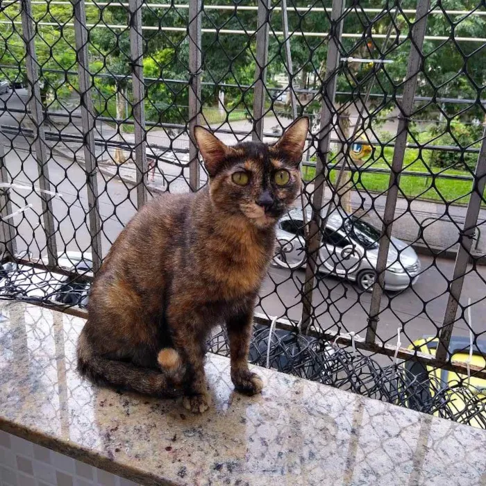 Gato ra a SRD idade 2 anos nome Meg