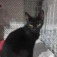 Neguinho