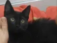 Tico