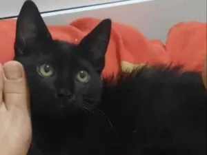 Gato raça Srd idade 2 a 6 meses nome Tico