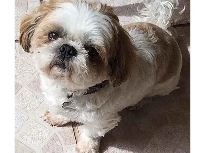 Cachorro raça Shi tzu idade 6 ou mais anos nome Luigi