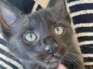 Gato raça Srd idade 2 a 6 meses nome Jade