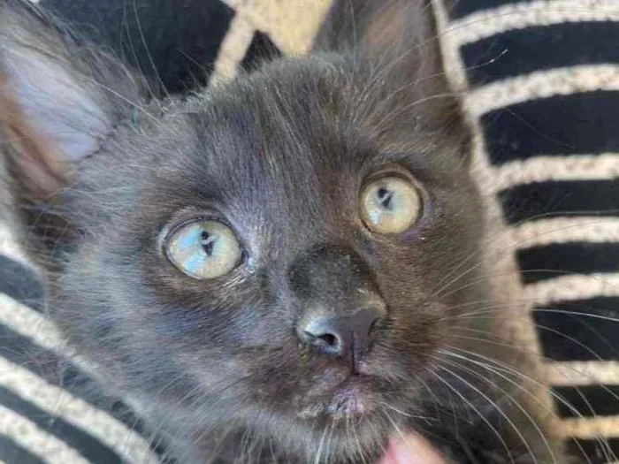 Gato ra a Srd idade 2 a 6 meses nome Jade
