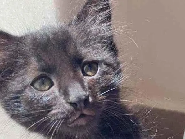 Gato ra a Srd idade 2 a 6 meses nome Jade