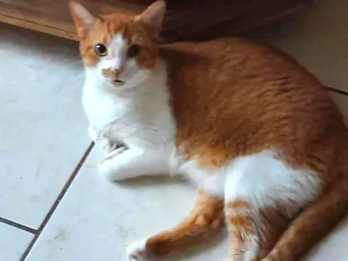 Gato ra a SRD idade 2 anos nome Duff