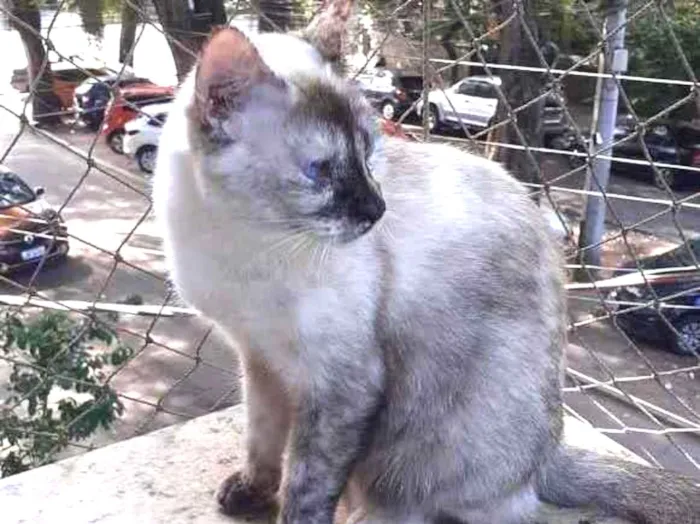 Gato ra a Siames idade 2 anos nome Mitsa
