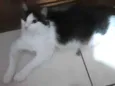 Milly