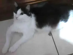 Gato raça SRD idade 7 a 11 meses nome Milly