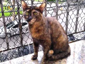 Gato raça SRD idade 2 anos nome Meg