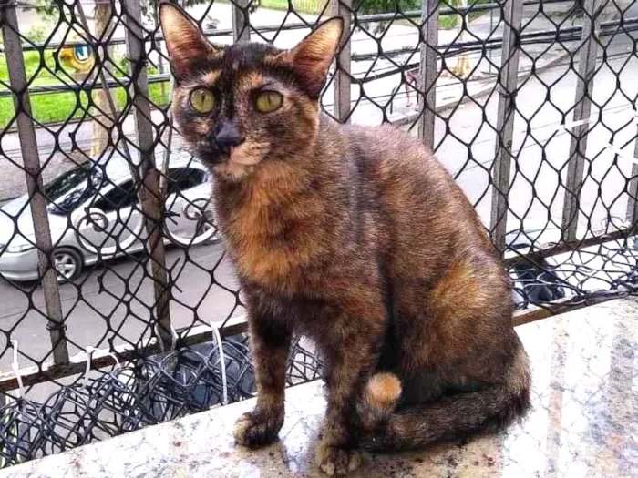 Gato ra a SRD idade 2 anos nome Meg