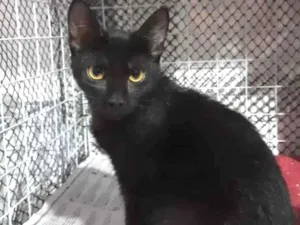 Gato raça SRD idade 2 a 6 meses nome Neguinho
