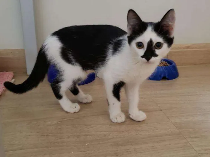 Gato raça SRD-ViraLata idade 2 a 6 meses nome Serena