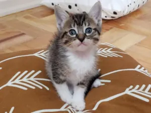 Gato raça SRD-ViraLata idade 2 a 6 meses nome Dee Dee