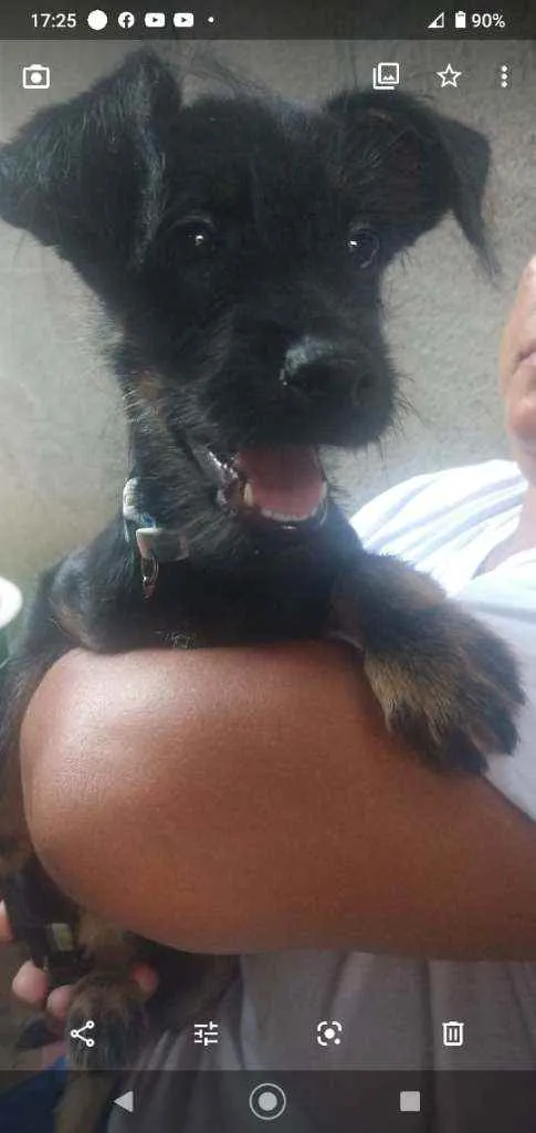 Cachorro ra a SRD idade 2 a 6 meses nome Azeitona