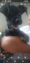 Azeitona