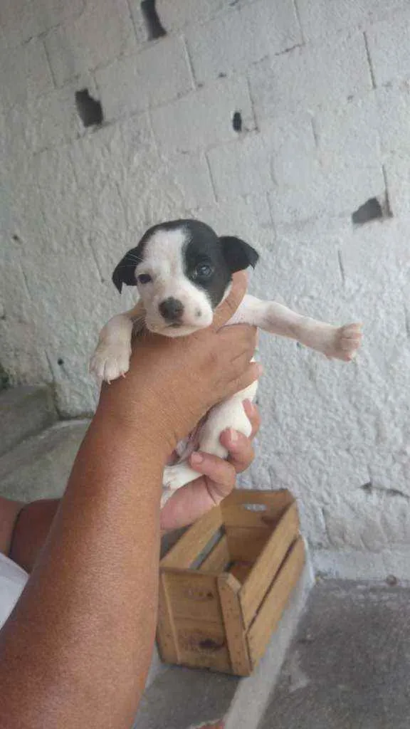 Cachorro ra a SRD idade 2 a 6 meses nome Filhotes para adoção