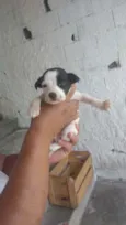 Filhotes para adoção