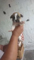 Filhotes para adoção