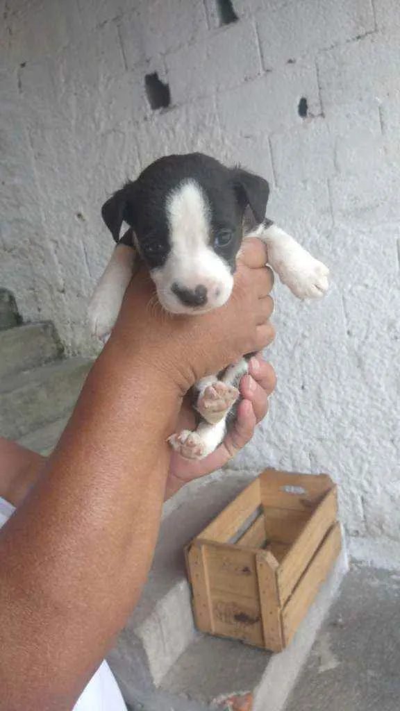 Cachorro ra a SRD idade 2 a 6 meses nome Filhotes para adoção