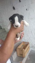 Filhotes para adoção