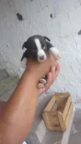 Filhotes para adoção