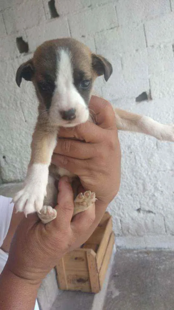 Cachorro ra a SRD idade 2 a 6 meses nome Filhotes para adoção