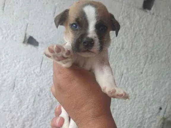 Cachorro ra a SRD idade 2 a 6 meses nome Filhotes para adoção