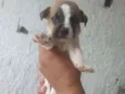 Filhotes para adoção