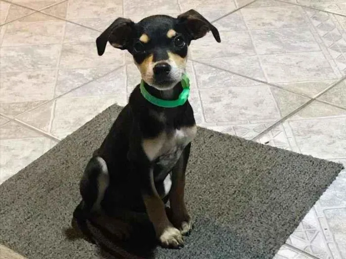 Cachorro raça SRD-ViraLata idade 2 a 6 meses nome Ameixa