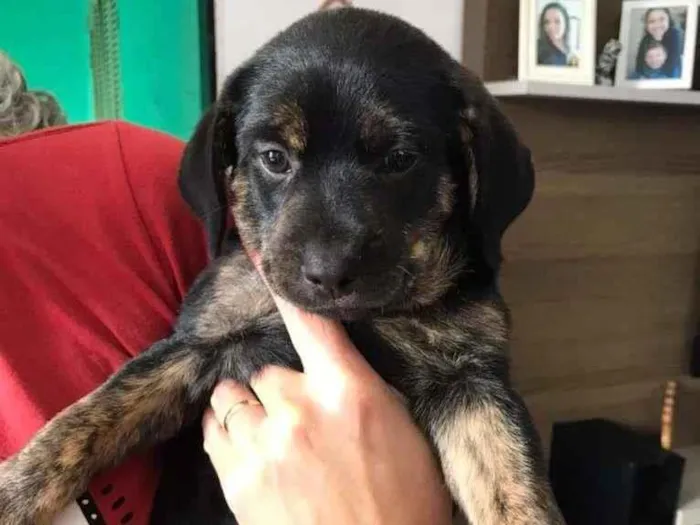 Cachorro raça SRD-ViraLata idade Abaixo de 2 meses nome Zion