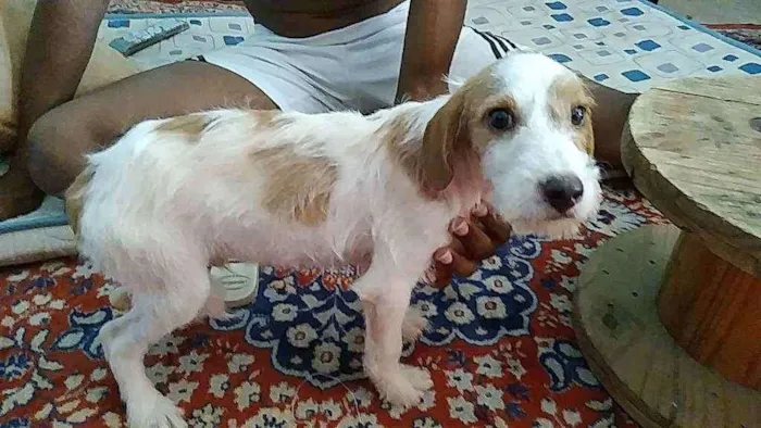 Cachorro raça Pudool com Pitbull idade 2 a 6 meses nome Bob