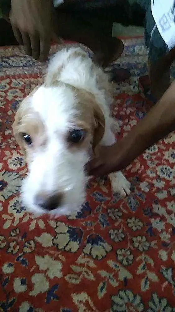 Cachorro raça Pudool com Pitbull idade 2 a 6 meses nome Bob