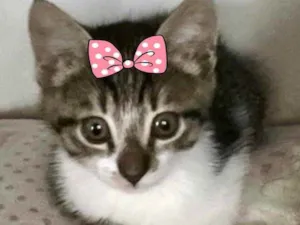 Gato raça SRD idade 2 a 6 meses nome Mila 