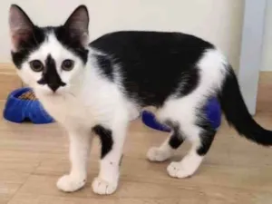Gato raça SRD-ViraLata idade 2 a 6 meses nome Serena