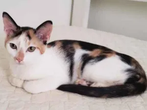 Gato raça SRD-ViraLata idade 2 a 6 meses nome Tarsila