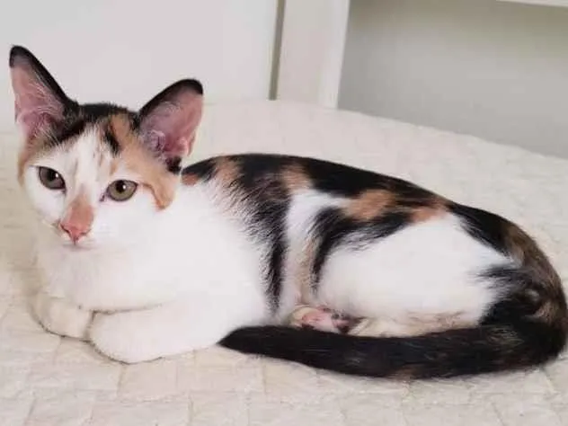 Gato raça SRD-ViraLata idade 2 a 6 meses nome Tarsila