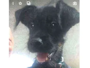 Cachorro raça SRD idade 2 a 6 meses nome Azeitona