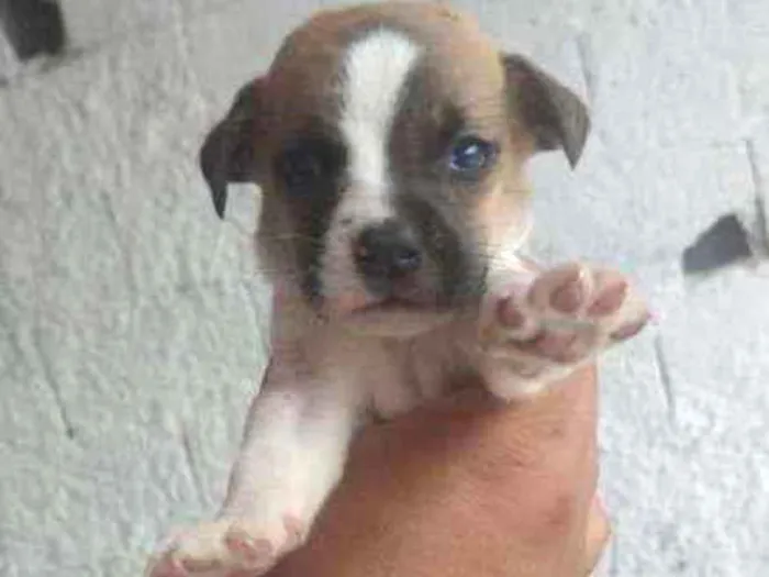 Cachorro ra a SRD idade 2 a 6 meses nome Filhotes para adoção