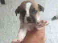 Filhotes para adoção