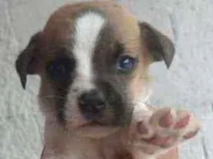 Cachorro raça SRD idade 2 a 6 meses nome Filhotes para adoção
