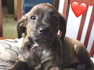Cachorro raça SRD-ViraLata idade Abaixo de 2 meses nome Zoe