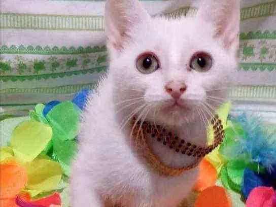Gato ra a SRD idade 2 a 6 meses nome FOX