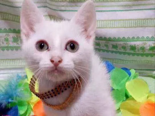 Gato ra a SRD idade 2 a 6 meses nome FOX