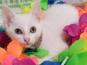 Gato raça SRD idade 2 a 6 meses nome FOX