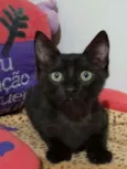 PIETRO