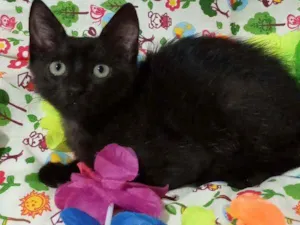 Gato raça SRD idade 2 a 6 meses nome PIETRO