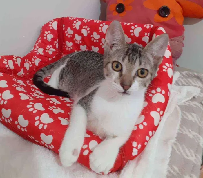 Gato ra a SRD idade 2 a 6 meses nome ATENA