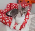 ATENA